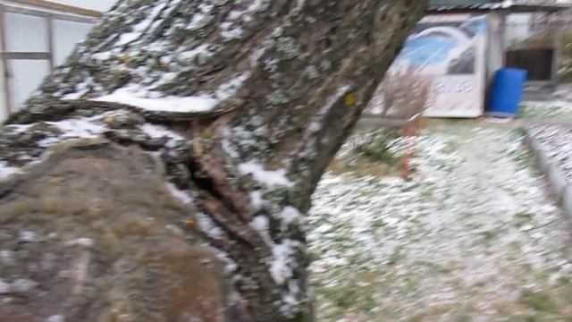 ГРИБЫ МХИ ЛИШАЙНИКИ на садовом участке. Методы борьбы. смотреть онлайн
