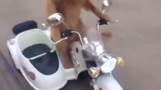 Собака катается сама на мотоцикле за рулем вот это прикол супер смотреть всем смотреть онлайн
