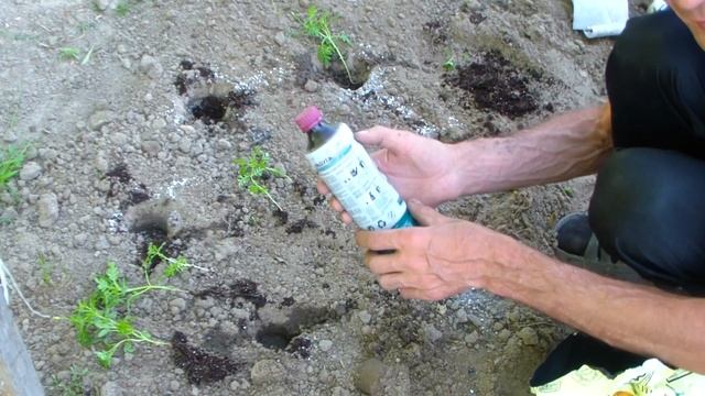 Бархатцы в самокрутке. Посадка рассады на даче. смотреть онлайн