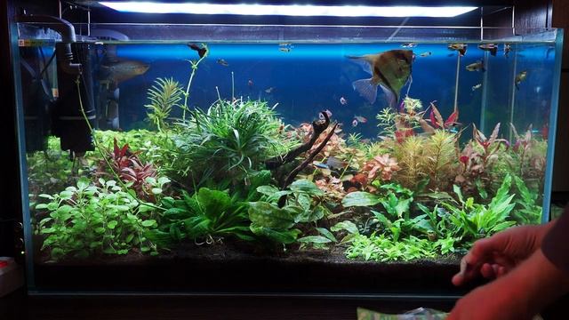 Подкормка аквариумных растений корневыми удобрениями Tetra смотреть онлайн