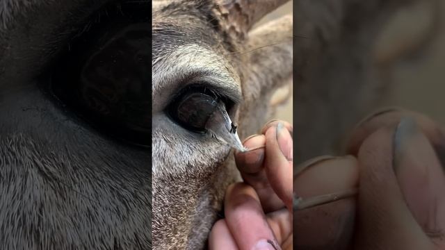 Peeling a Taxidermy Deer Eye смотреть онлайн