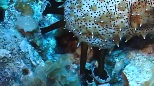 Как мы с Ванькой дайвингом занимались смотреть онлайн