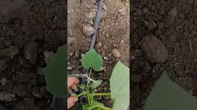 Удаление первых завязей огурцов. смотреть онлайн