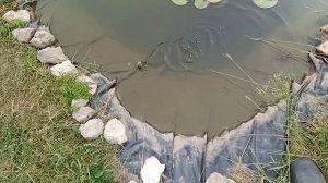 Рыбалка на собственном пруду на самодельную удочку (#рыбалка в сложных условиях)