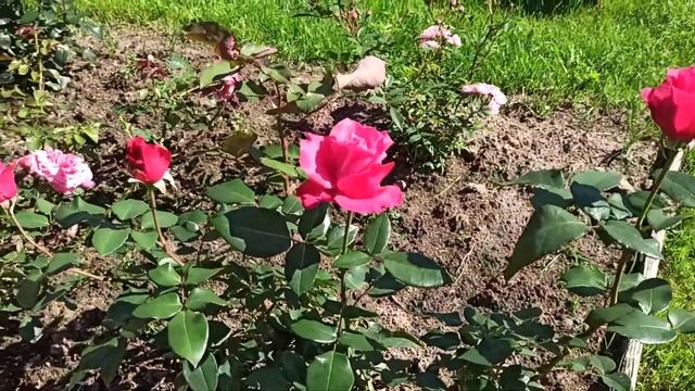 Лекции по Психологии и Личностному Развитию