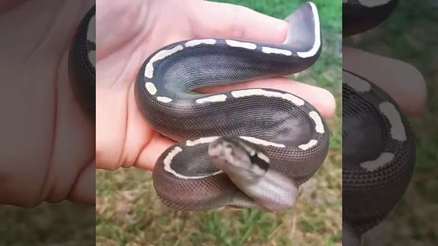 GHI Combo Female Ball Python Morph NFS смотреть онлайн