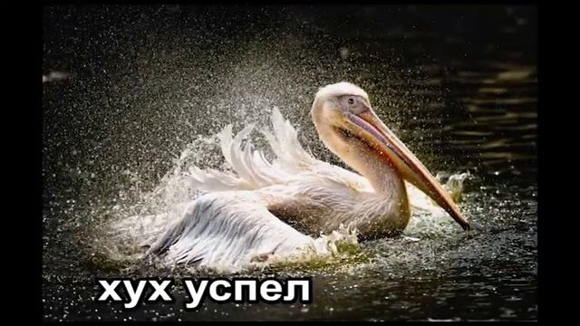 Прикольные животные и пеликаны воры смотреть онлайн