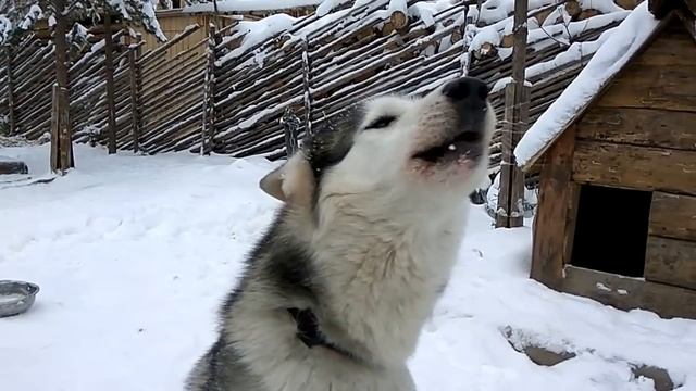 Поющая хаски смотреть онлайн