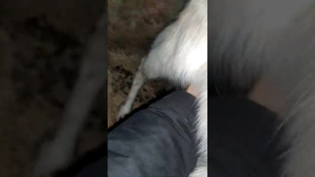 коза перед окотом смотреть онлайн