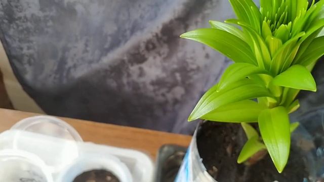 Посадила лилии дома, размножение лилий чешуйками смотреть онлайн