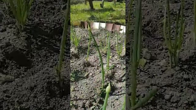 Грядка Лука 28.05.24