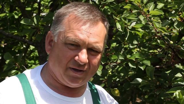 Почему засыхают ягодные деревья на даче смотреть онлайн