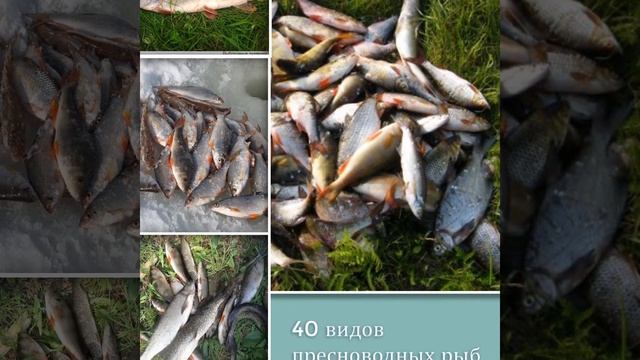 Продаю участок на Рыбинском водохранилище смотреть онлайн