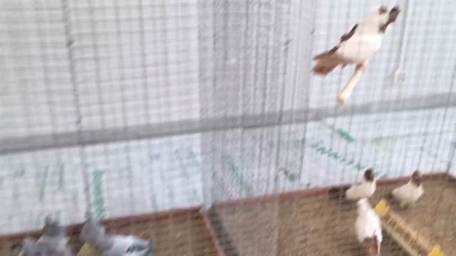 Выставка-продажа голубей в Рузино 16.12.2018 смотреть онлайн