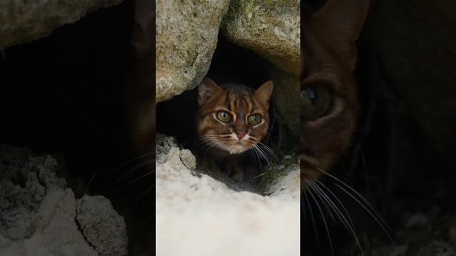 Ржавая кошка, или пятнисто-рыжая кошка. смотреть онлайн