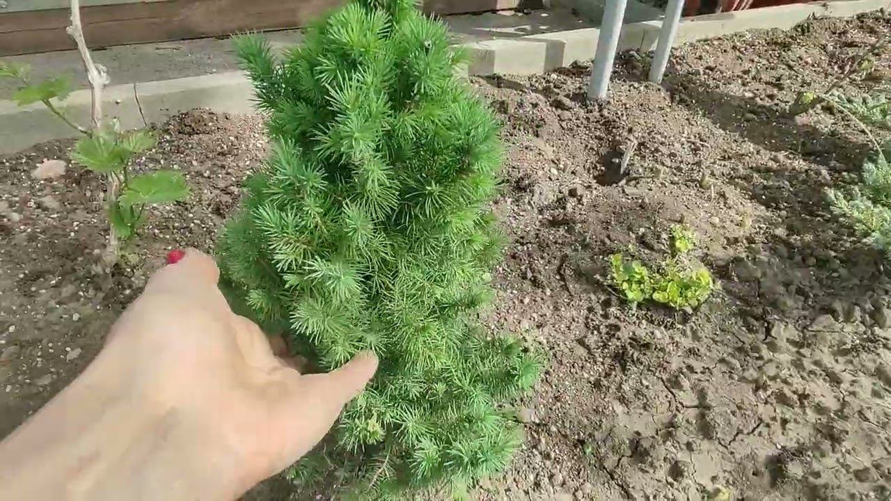 Обзор сада в конце апреля. Шокирующая жара в апреле .Уход за многолетниками. Мои планы. смотреть онлайн