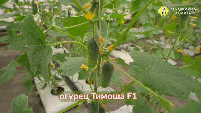 Новинка 2023! ХОЛОДОУСТОЙЧИВЫЙ огурец ТИМОША F1 смотреть онлайн