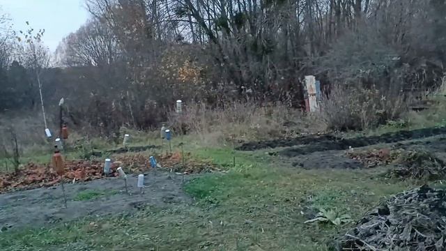 Дача/ Ноябрьская редиска/ Осенняя очистка участка/ Неприятность с ногой/ смотреть онлайн