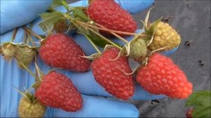 Малина Аврора -ХАРАКТЕРИСТИКА СОРТА МАЛИНЫ АВРОРА