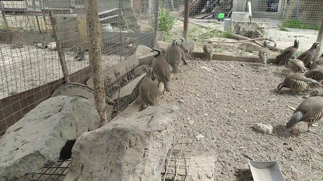 @user-kd9vd7lo2u #Кабки #Отправляю яйцо куропатки подписчику. смотреть онлайн