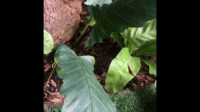 ALocasia Lauterbachiana #อโลคาเซียนาคราช