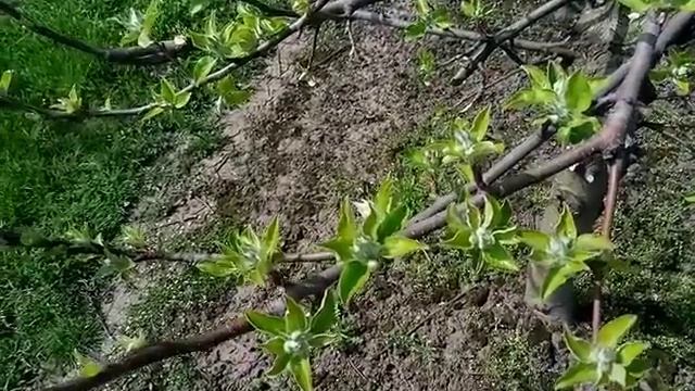 Важность Фосфора на ранeй стадии развития плодовых смотреть онлайн