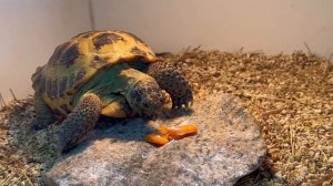 Содержание сухопутной черепахи – СУХОПУТНАЯ ЧЕРЕПАХА🐢￼