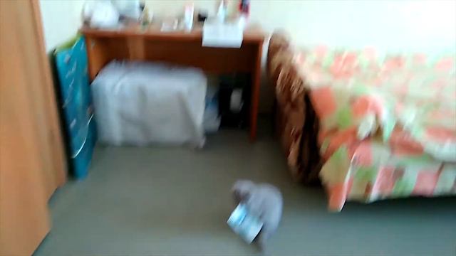 кот украл деньги смотреть онлайн