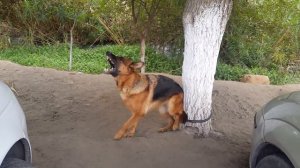 ПИТБУЛЬ 200$🐕/ НЕМЕЦКАЯ ОВЧАРКА 10 000 СОМ/