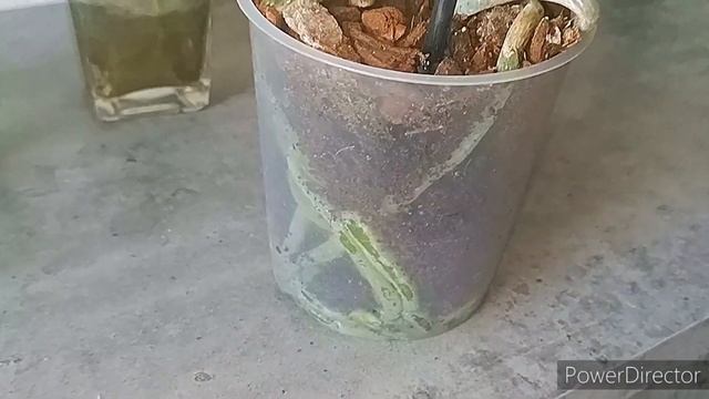 #Орхидея Равелло ? Есть ли будущее у орхидейных пеньков??Монако-гуляем по парку? смотреть онлайн