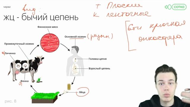 Все о жизненном цикле бычьего цепня | Биология ОГЭ 2023 смотреть онлайн
