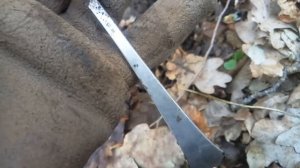 Серебро валит.Коп в Калининграде."Серебряный лес"