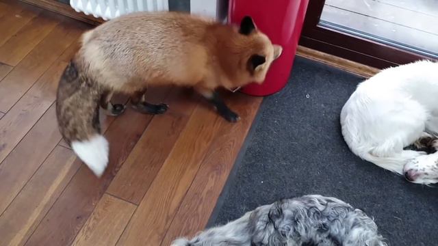 ЛИ СЯО. Лиса - Алиса. Слегка напряженная проверка кухни. Забавные моменты. смотреть онлайн