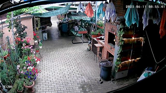 Дикий перепел/бедона#2 смотреть онлайн