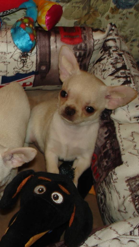 Покупайте чихуахуа смотреть онлайн