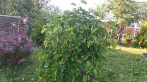 Шелковица в Подмосковье. 24.06.21г. Урожай