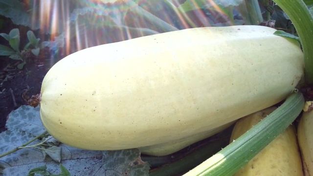 Кабачки смотреть онлайн