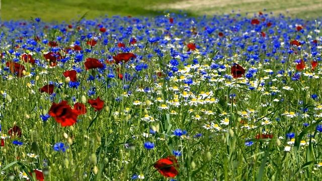 ВАСИЛЬКИ ДА МАКИ