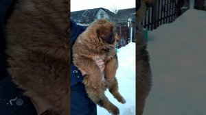 Щенки банхара