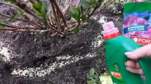 Удобрение для гортензии. Чем подкормить гортензию весной. Как изменить цвет гортензии.