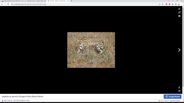 Сервал и Гепард, семья Ландау / Хонкай Стар Рейл / Honkai: Star Rail смотреть онлайн