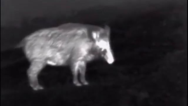 Бесстрашный Кабан, гляделка Pulsar Helion XQ 28