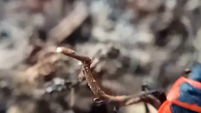 ЖУК-СОЛДАТИК (клоп-солдатик) firebug SLOW MOTION, Макросъемка, слоу моушн смотреть онлайн