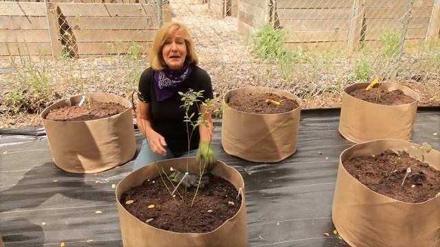 Planting Blueberries & Growing Blueberries смотреть онлайн