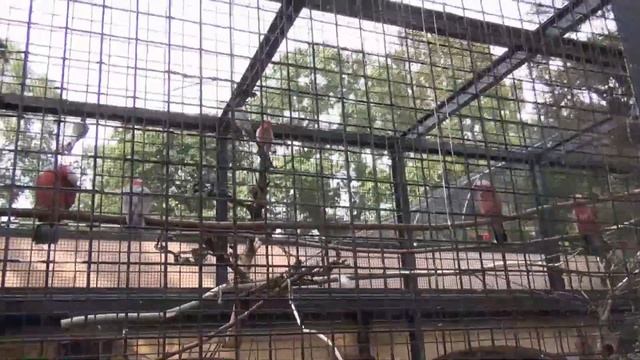 2 королевства 2017. День 3. Амстердам: Музей Стеделейк, Музей тропиков, Зоопарк "Artis" смотреть онлайн