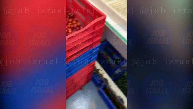 Работа в Израиле на сортировке фруктов и овощей | Отзыв о Job Israel смотреть онлайн