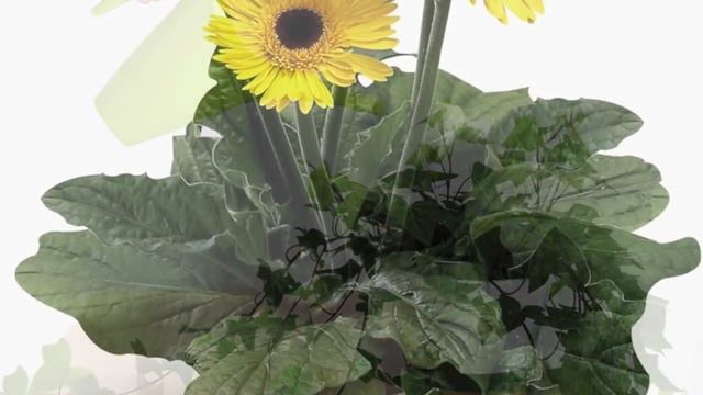 Las 10 mejores plantas para el hogar según la NASA смотреть онлайн