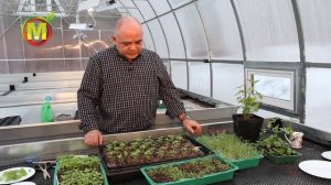 ПОСЕВ и ЧЕРЕНКОВАНИЕ БАЗИЛИКА, ЧАБЕР и ДУШИЦА