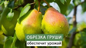 Правильная обрезка груши весной. Мастер класс
