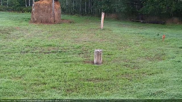косули 11.09.20 время 06:30 утра смотреть онлайн